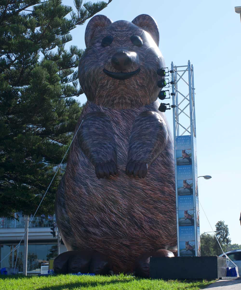 The family of 6 quokkas made up of four 6m high quokkas and two 3m high quokkas were set up to create an unmissable advertisement spanning the Bondi Beach foreshore.