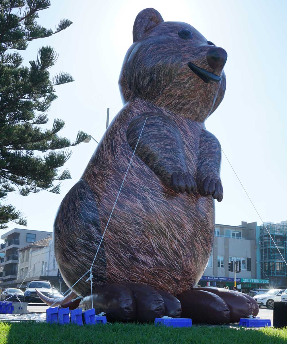 The family of 6 quokkas made up of four 6m high quokkas and two 3m high quokkas were set up to create an unmissable advertisement spanning the Bondi Beach foreshore.